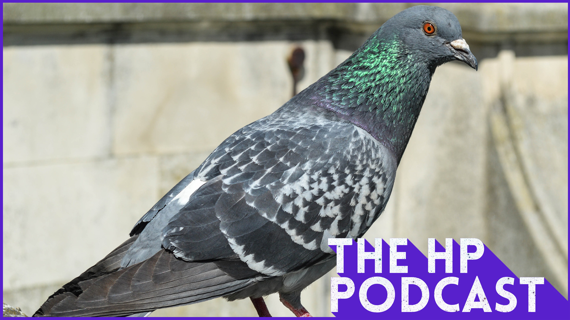 Choking Geese - The HP Podcast 221